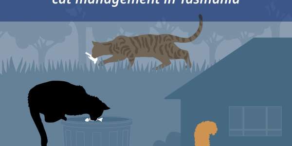 Cat Management in Tasmania - Have Your Say Consultation