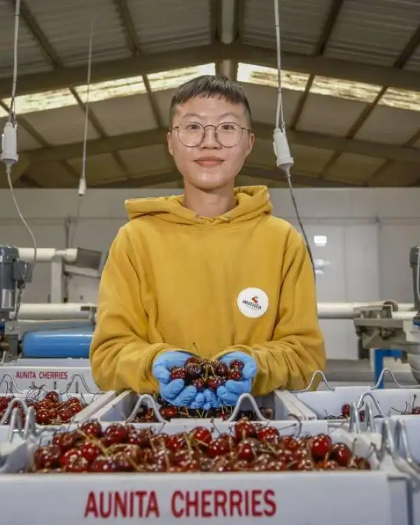 Ni Hung of Aunita Cherries