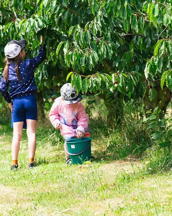Pick Your Own Cherries