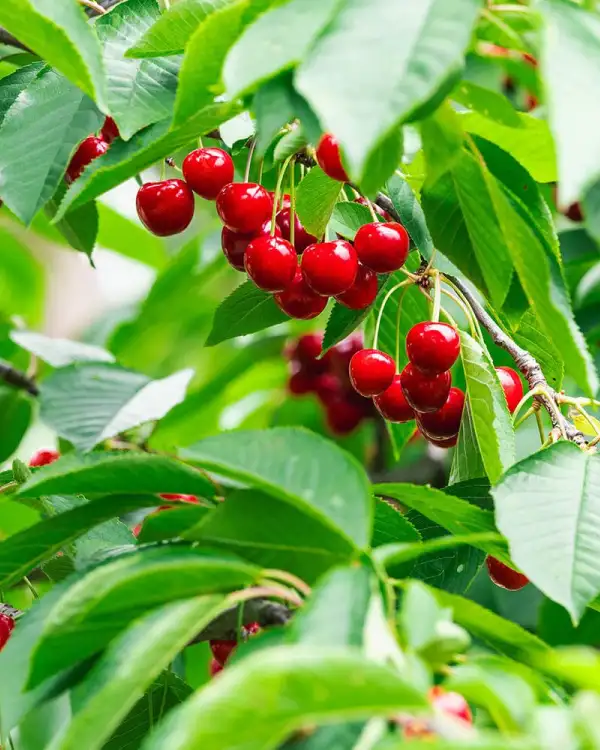 Aunita Cherries cherry season