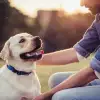 Dog Registration and Kennel License Renewals