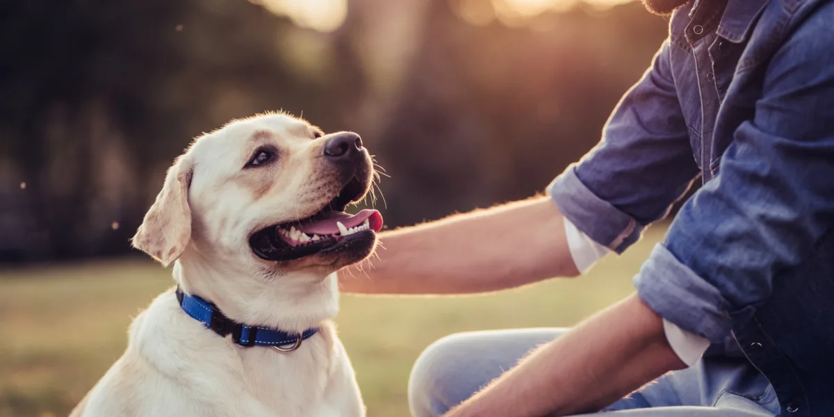 Dog and Owner