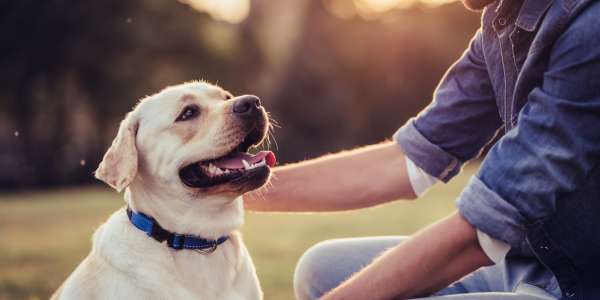 Dog Registration and Kennel License Renewals