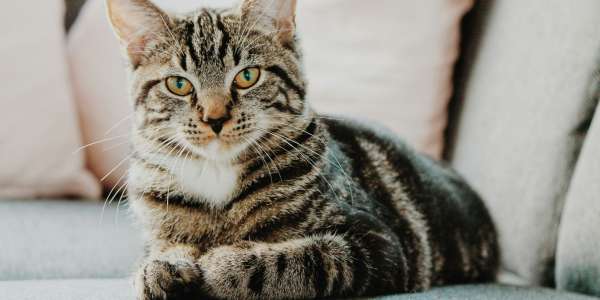 Declaration of Cat Management Area